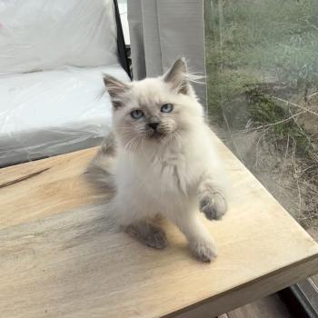 BONNY Femelle Sibérien