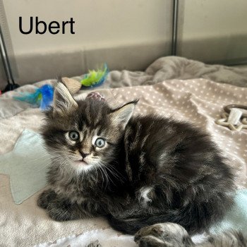 Ubert Mâle Maine coon