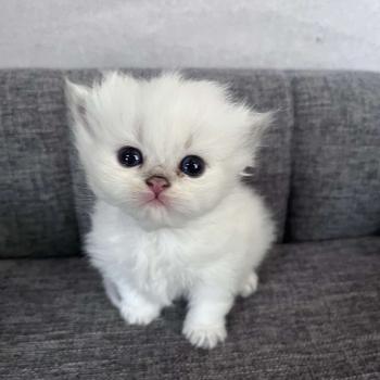 BARRY WHITE DU NATUREL BIRMAN Mâle British Longhair