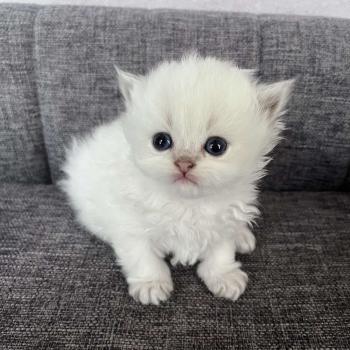 BOUNTY DU NATUREL BIRMAN Mâle British Longhair