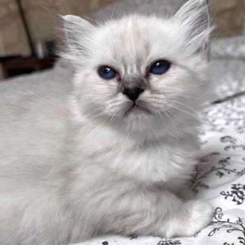 ABBY DU NATUREL BIRMAN Femelle Sacré de Birmanie
