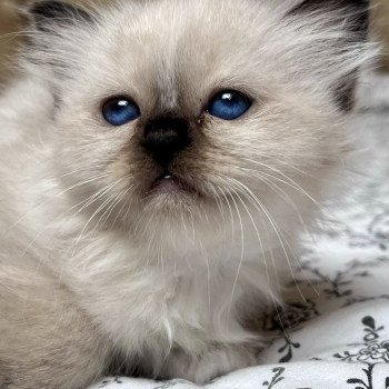 AIMY DU NATUREL BIRMAN Femelle Sacré de Birmanie