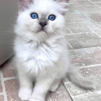 AMBRE DU NATUREL BIRMAN Femelle Sacré de Birmanie