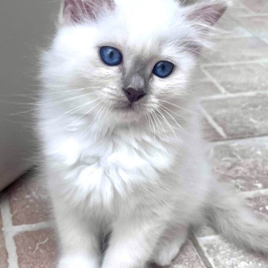 chaton Sacré de Birmanie lilac smoke point AMBRE CHATTERIE DU DOMAINE DE MONTBRIEUX lilac smoke point