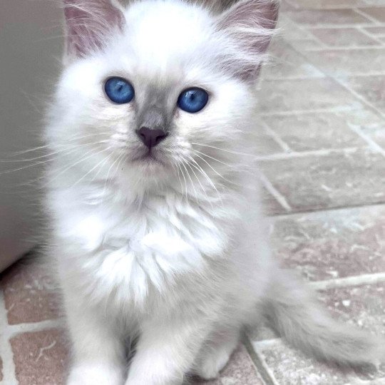 chaton Sacré de Birmanie lilac smoke point AMBRE CHATTERIE DU DOMAINE DE MONTBRIEUX lilac smoke point