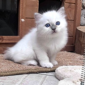 ANGE DU NATUREL BIRMAN Mâle Sacré de Birmanie