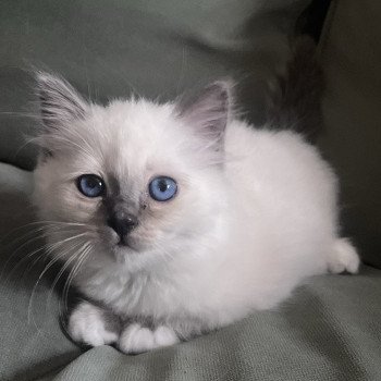 APOLLON DU NATUREL BIRMAN Mâle Sacré de Birmanie
