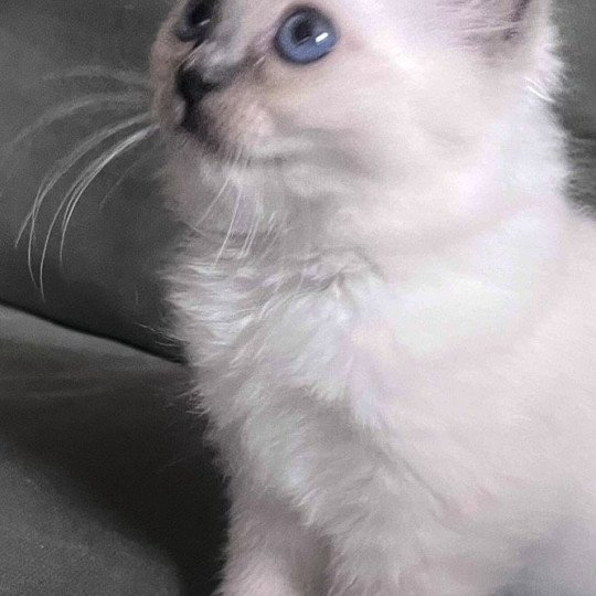chaton Sacré de Birmanie blue smoke point APOLLON CHATTERIE DU DOMAINE DE MONTBRIEUX blue smoke point