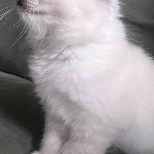 chaton Sacré de Birmanie blue smoke point APOLLON CHATTERIE DU DOMAINE DE MONTBRIEUX blue smoke point