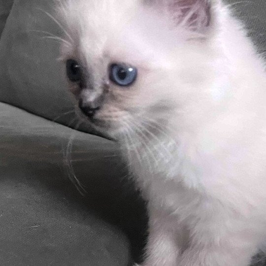 chaton Sacré de Birmanie blue smoke point APOLLON CHATTERIE DU DOMAINE DE MONTBRIEUX blue smoke point