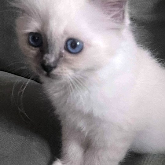 chaton Sacré de Birmanie blue smoke point APOLLON CHATTERIE DU DOMAINE DE MONTBRIEUX blue smoke point