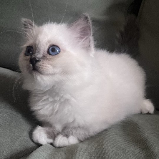 chaton Sacré de Birmanie blue smoke point APOLLON CHATTERIE DU DOMAINE DE MONTBRIEUX blue smoke point