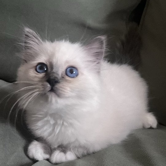 chaton Sacré de Birmanie blue smoke point APOLLON CHATTERIE DU DOMAINE DE MONTBRIEUX blue smoke point