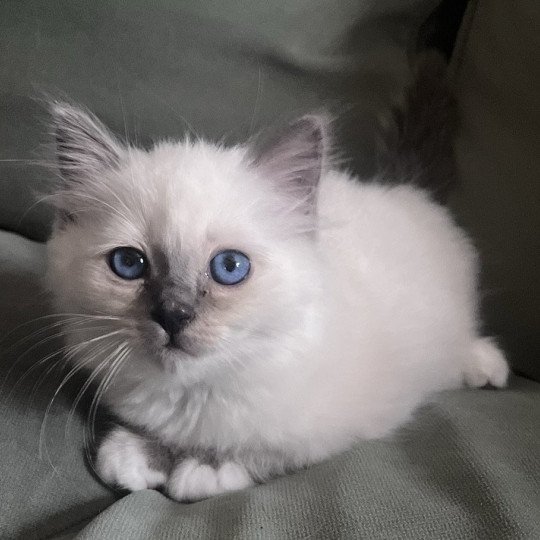 chaton Sacré de Birmanie blue smoke point APOLLON CHATTERIE DU DOMAINE DE MONTBRIEUX blue smoke point