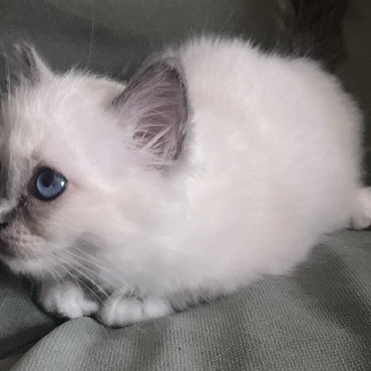 chaton Sacré de Birmanie blue smoke point APOLLON CHATTERIE DU DOMAINE DE MONTBRIEUX blue smoke point