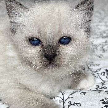 APPLE DU NATUREL BIRMAN Femelle Sacré de Birmanie