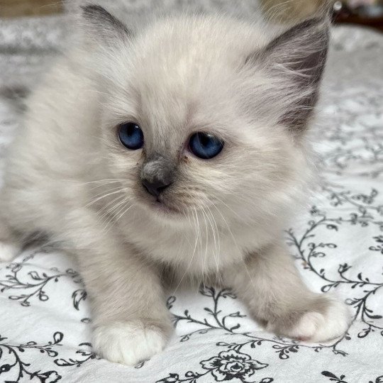 chaton Sacré de Birmanie APPLE CHATTERIE DU DOMAINE DE MONTBRIEUX blue point
