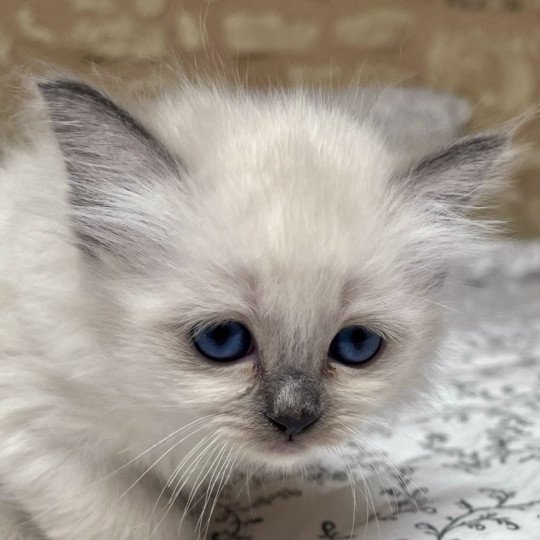 chaton Sacré de Birmanie APPLE CHATTERIE DU DOMAINE DE MONTBRIEUX blue point