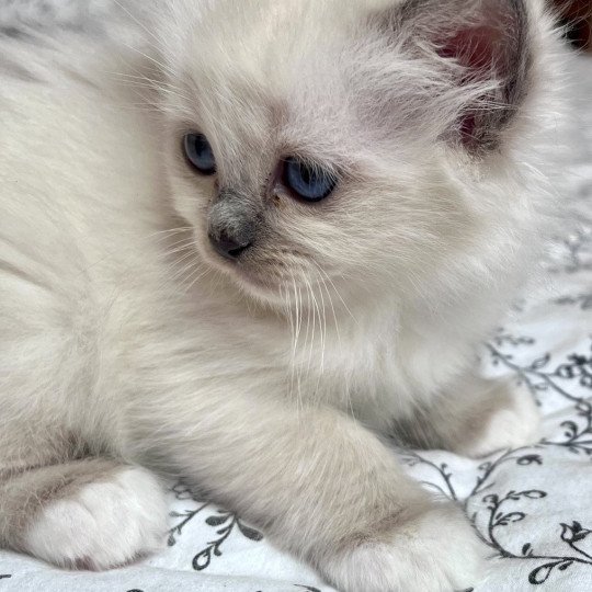 chaton Sacré de Birmanie APPLE CHATTERIE DU DOMAINE DE MONTBRIEUX blue point