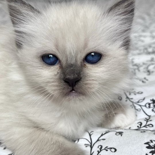 chaton Sacré de Birmanie APPLE CHATTERIE DU DOMAINE DE MONTBRIEUX blue point