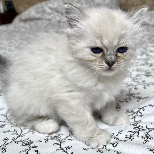 chaton Sacré de Birmanie blue tabby ARIA CHATTERIE DU DOMAINE DE MONTBRIEUX blue tabby