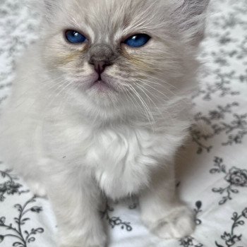 ARIA DU NATUREL BIRMAN Femelle Sacré de Birmanie