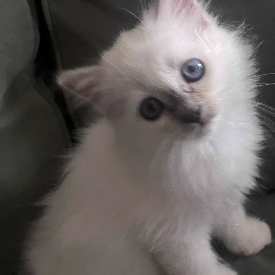 chaton Sacré de Birmanie lilac tabby ARROW CHATTERIE DU DOMAINE DE MONTBRIEUX lilac tabby