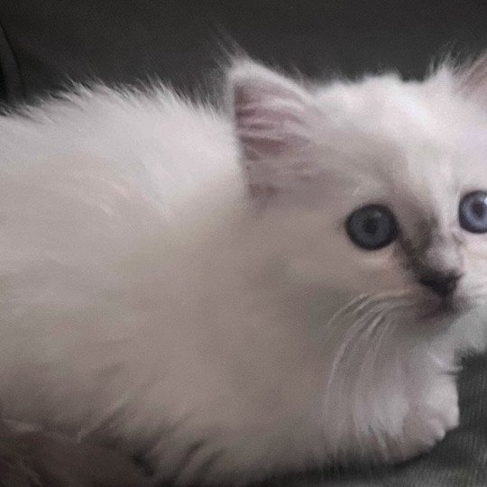 chaton Sacré de Birmanie lilac tabby ARROW CHATTERIE DU DOMAINE DE MONTBRIEUX lilac tabby