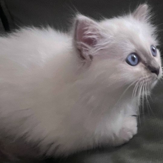 chaton Sacré de Birmanie lilac tabby ARROW CHATTERIE DU DOMAINE DE MONTBRIEUX lilac tabby