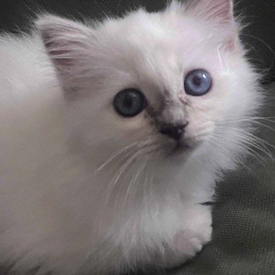 chaton Sacré de Birmanie lilac tabby ARROW CHATTERIE DU DOMAINE DE MONTBRIEUX lilac tabby