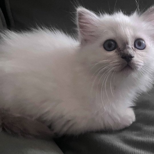 chaton Sacré de Birmanie lilac tabby ARROW CHATTERIE DU DOMAINE DE MONTBRIEUX lilac tabby