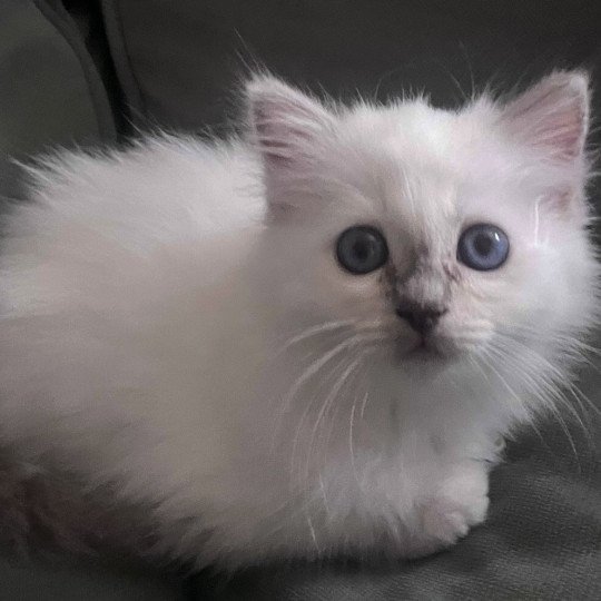 chaton Sacré de Birmanie lilac tabby ARROW CHATTERIE DU DOMAINE DE MONTBRIEUX lilac tabby