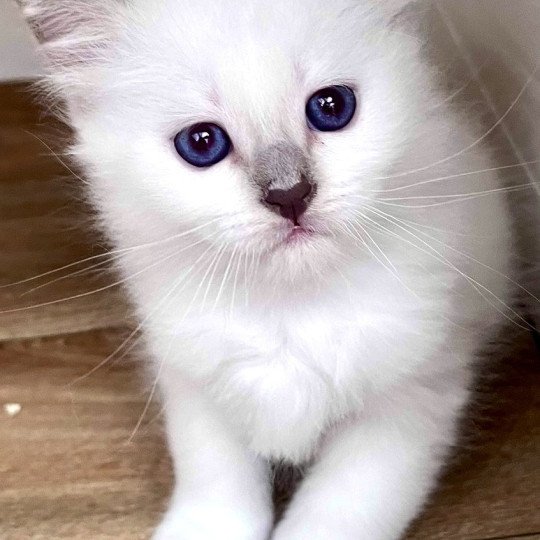 chaton Sacré de Birmanie blue smoke point ASLAN CHATTERIE DU DOMAINE DE MONTBRIEUX blue smoke point