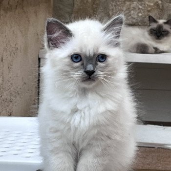 ASLAN DU NATUREL BIRMAN Mâle Sacré de Birmanie