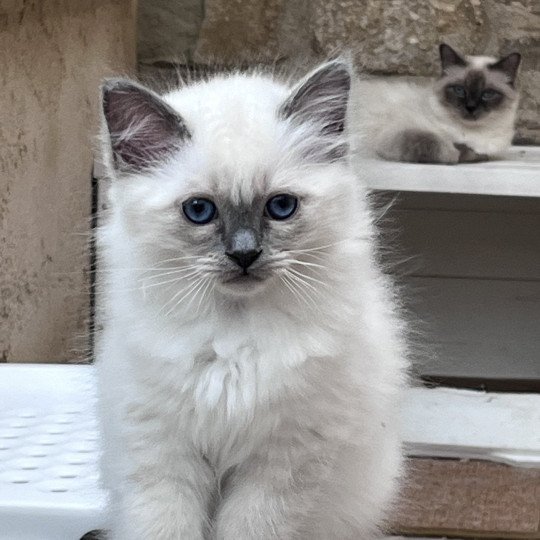 chaton Sacré de Birmanie blue smoke point ASLAN CHATTERIE DU DOMAINE DE MONTBRIEUX blue smoke point