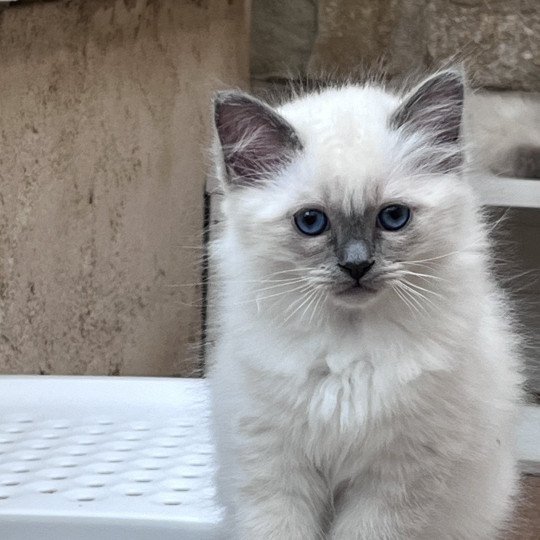 chaton Sacré de Birmanie blue smoke point ASLAN CHATTERIE DU DOMAINE DE MONTBRIEUX blue smoke point