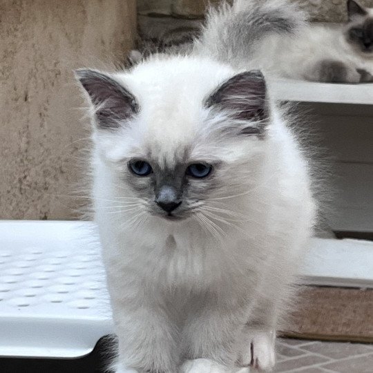 chaton Sacré de Birmanie blue smoke point ASLAN CHATTERIE DU DOMAINE DE MONTBRIEUX blue smoke point