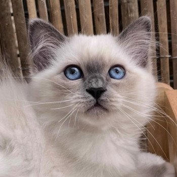 ASLAN DU NATUREL BIRMAN Mâle Sacré de Birmanie