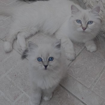 AYLA DU NATUREL BIRMAN Femelle Sacré de Birmanie