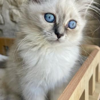 BAGHEERA DU NATUREL BIRMAN Mâle Sacré de Birmanie