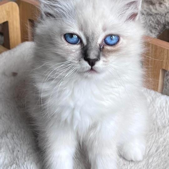 chaton Sacré de Birmanie BAGHEERA CHATTERIE DU DOMAINE DE MONTBRIEUX blue silver tabby