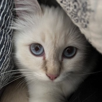 THENA DU NATUREL BIRMAN Femelle Sacré de Birmanie