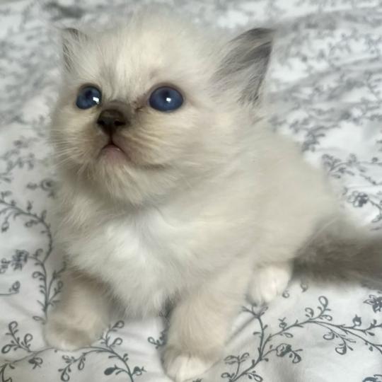 chaton Sacré de Birmanie blue point BLOOM CHATTERIE DU DOMAINE DE MONTBRIEUX blue point