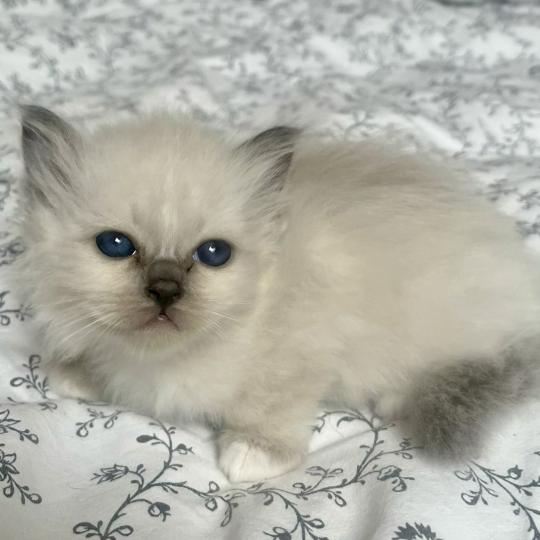 chaton Sacré de Birmanie blue point BLOOM CHATTERIE DU DOMAINE DE MONTBRIEUX blue point