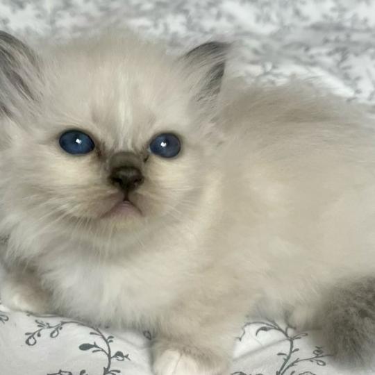 chaton Sacré de Birmanie blue point BLOOM CHATTERIE DU DOMAINE DE MONTBRIEUX blue point