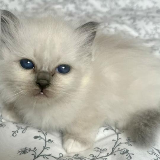 chaton Sacré de Birmanie blue point BLOOM CHATTERIE DU DOMAINE DE MONTBRIEUX blue point