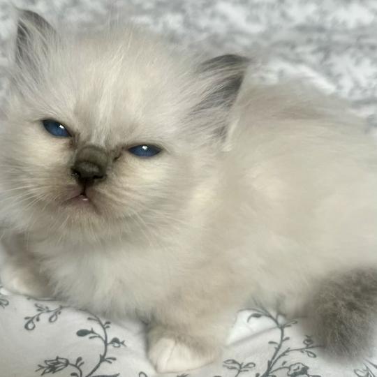 chaton Sacré de Birmanie blue point BLOOM CHATTERIE DU DOMAINE DE MONTBRIEUX blue point