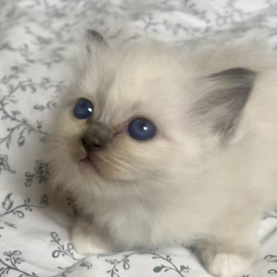 chaton Sacré de Birmanie blue point BLOOM CHATTERIE DU DOMAINE DE MONTBRIEUX blue point