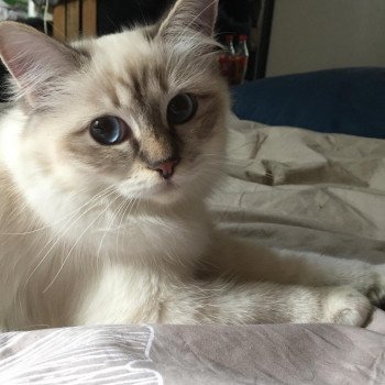 PRINCESSE Femelle Sacré de Birmanie