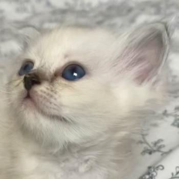 BIMBO DU NATUREL BIRMAN Femelle Sacré de Birmanie